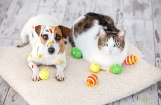 pasqua, animali domestici, come trattarli