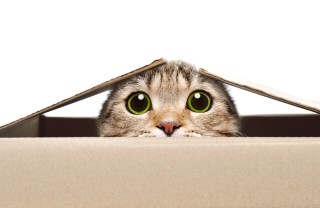 giochi per gatti fatti in casa