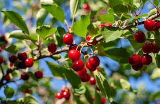 come coltivare ciliegie, coltivazione ciliegie