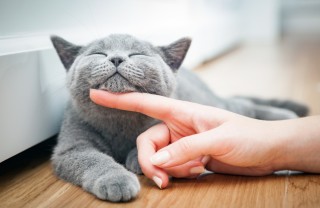 gatto, bava, cause