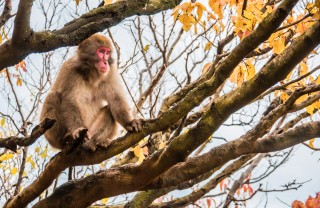 Monkey Park Iwatayama