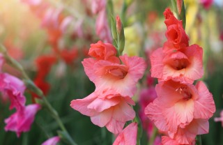 Gladioli come coltivare gladioli, coltivazione gladioli