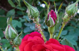 come togliere pidocchi rose, come togliere afidi rose, afidi rose, pidocchi rose
