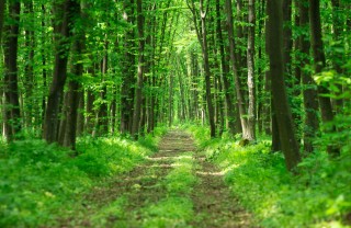 Le frasi più belle sulla natura natura frasi famose