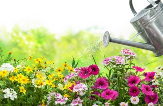 come togliere calcare acqua piante, come eliminare calcare acqua piante, togliere calcare acqua piante