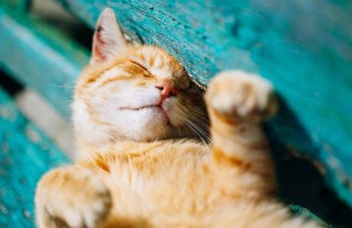 colpo di calore, gatto, sintomi