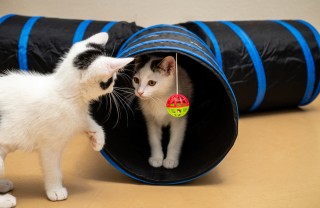 Come fare un tunnel gioco per gatti tunnel gioco gatti