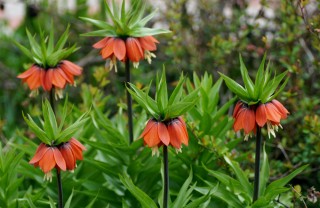 Fritillaria come coltivare fritillaria, coltivazione fritillaria, coltivare fritillaria