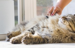 gatto, vomita spesso pelo, cosa fare
