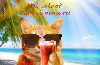 Immagini divertenti sul caldo estivo immagini divertenti caldo estivo, immagini caldo estivo, immagini divertenti caldo, immagini divertenti estate