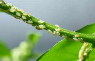 afidi cosa sono, afidi come riconoscerle, pidocchi piante