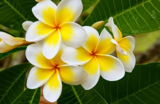 Coltivare la plumeria coltivare plumeria, coltivare frangipane, coltivare pomelia