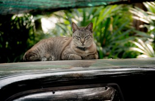 Gatto sull'auto come allontanare gatti auto, gatti auto