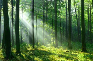 Alberi frasi alberi, citazioni alberi, aforismi alberi