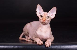 Il canadian sphynx, le caratteristiche gatto sphynx, gatto senza pelo