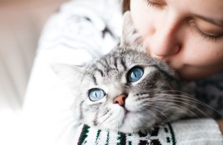 errori evitare gatto