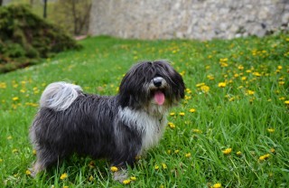 Cani che non perdono il pelo di razza piccola, media e grande cani che non perdono il pelo