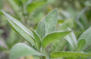 come si coltiva salvia, come coltivare salvia, coltivazione salvia