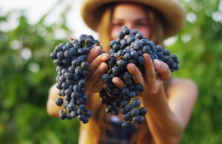Le più belle frasi sulla vendemmia vendemmia citazioni