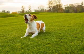 Cane che abbaia, i consigli come educare cane a non abbaiare