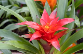 Guzmania coltivare guzmania, guzmania cura, guzmania mantenimento