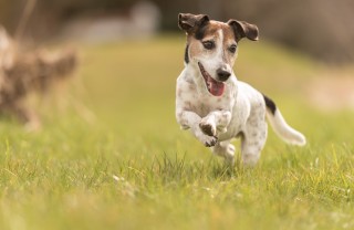 Le razze dei cani di piccola taglia a pelo corto cani, piccola taglia, pelo corto