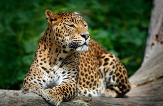 Animali che non vivono in branco e preferiscono la solitudine animali solitari, niente branco, chi sono