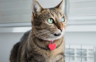 Come fare un collarino per gatto collarino gatto fai da te