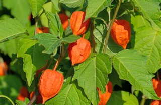 come coltivare alchechengi, coltivare alkekengi, coltivare alchechengi