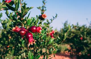 come coltivare melograno, coltivazione melograno