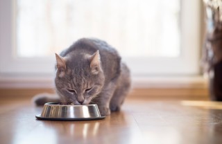 alimenti preferiti gatti