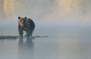 sognare, orso, interpretazione