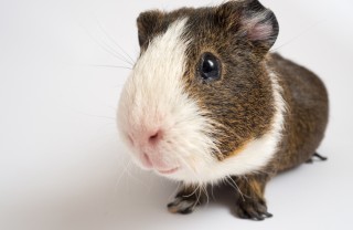 Come accogliere una cavia peruviana in casa allevare cavia peruviana
