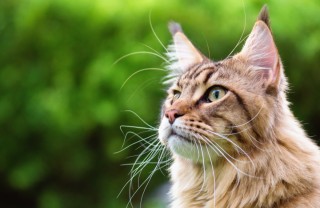 Le razze di gatti più grandi del mondo gatti, razze, grandi