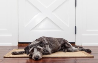 come aggiustare porta mangiata cane, come aggiustare porta, riparare porta