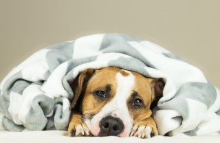cane, diarrea, rimedi naturali efficaci