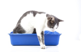 Gatto come togliere odore pipì gatto pavimento, togliere odore pipì gatto