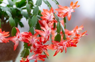 Cactus di Natale cactus natale come farlo rifiorire, schlumbergera come far rifiorire, cactus natale fiorire