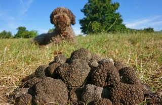Le razze migliori di cani da tartufo cani da tartufo, razze, animali