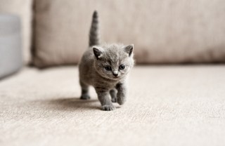 come educare gattino
