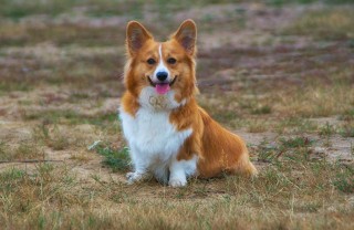 Le caratteristiche dei cani gallesi Welsh Corgi pembroke welsh corgi, cani gallesi, razza canina