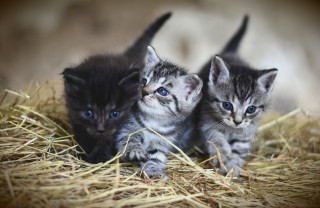 Che cosa vuole dire sognare tanti gatti sognare tanti gatti, significato, interpretazione