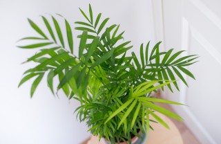 come coltivare chamaedorea, come coltivare palma della fortuna, chamaedorea elegans cura