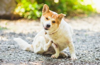 cane si gratta, cause, che cosa fare