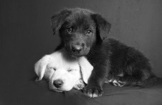 Sognare un cane bianco o nero sognare, cane bianco o nero, interpretazione sogno