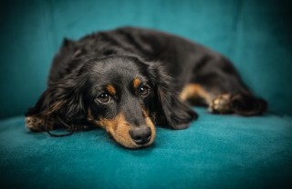 cane, divano, motivi