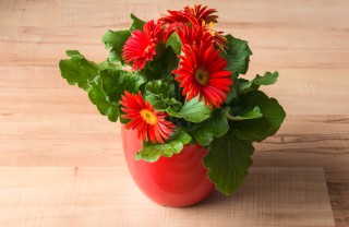 coltivare gerbera, cura gerbera