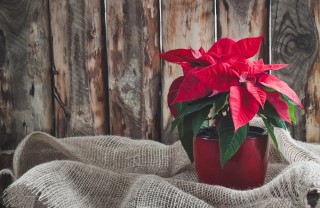stella di natale secca, stella di natale secca cosa fare 