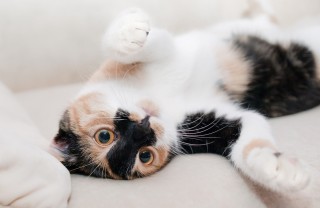 festa del gatto, 17 febbraio, origine Italia