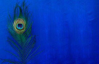 Vestito Carnevale pavone cotume carnevale fai da te